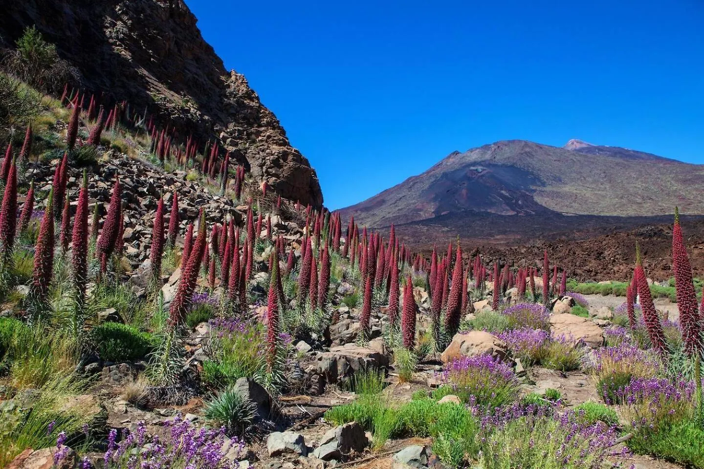 Apartment Cozy Oceanview Lago Apt By Dream Homes Tenerife Puerto de Santiago